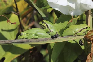 Uninhabited Outdoor Scenes Drucke: Tree Frog