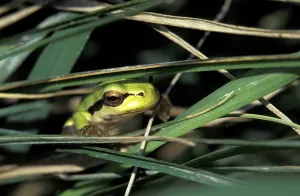 Open Air Wildlife Images Drucke: Tree frog