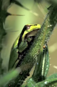 Amphibian Wildlife Photos Drucke: Tree frog