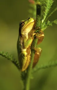 Animal Photography Nature Drucke: Tree frog
