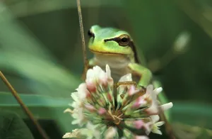Amphibian Wildlife Images Drucke: Tree frog