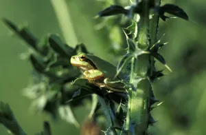 Baumfrosch