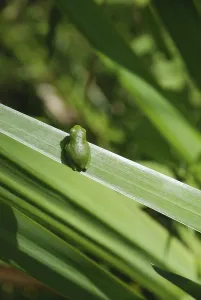 True Frogs Habitat Drucke: Tree frog