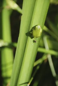 Batrachian Animals Drucke: Tree frog