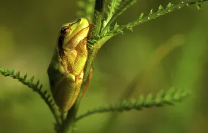 Animal Photography Nature Drucke: Tree frog