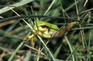 Baumfrosch