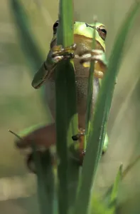 Nature Animal Photos Drucke: Tree frog