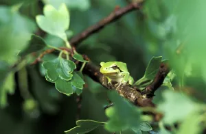 Amphibian Wildlife Images Drucke: Tree frog