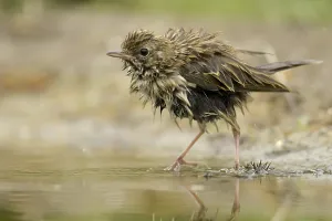 Passerine Species Europe Drucke: Tree Pipit