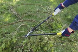 Deciduous Tree Care Drucke: Tree pruning, tree cutting