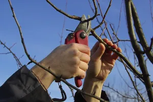 Deciduous Tree Care Drucke: Tree pruning, tree cutting