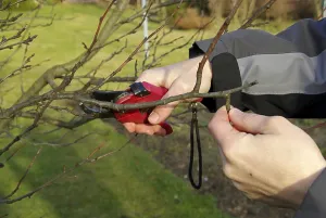 Deciduous Tree Care Drucke: Tree pruning, tree cutting