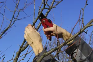 Deciduous Tree Care Drucke: Tree pruning, tree cutting