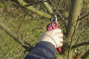 Deciduous Tree Care Drucke: Tree pruning, tree cutting