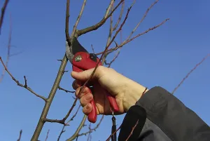 Deciduous Tree Care Drucke: Tree pruning, tree cutting