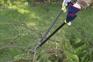 Deciduous Tree Care Drucke: Tree pruning, tree cutting
