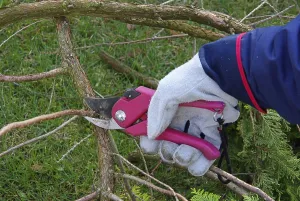Deciduous Tree Care Drucke: Tree pruning, tree cutting