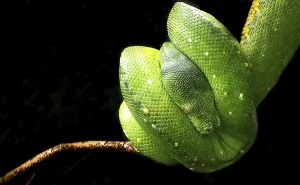 Constrictor Snake Species Drucke: Tree python hanging on the branch