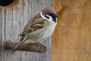 Tree Sparrow Photography Drucke: tree sparrow