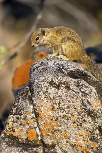 Eichhörnchen, Paraxerus cepapi