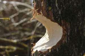 Tree Trunk Bite Marks Drucke: A tree trunk with clear bite marks