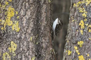 Lichen Covered Trees Drucke: Treecreeper 2