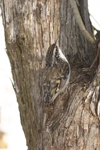 Deserted Bird Drucke: Treecreeper