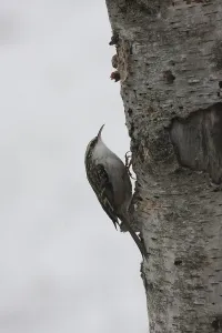 Deserted Forest Wildlife Scene Drucke: Treecreeper