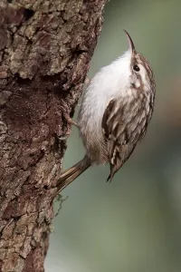 Oscine Songbirds In Nature Drucke: treecreeper