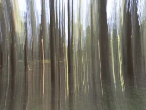 Old World Rodent Drucke: Trees in the forest, dragging effect
