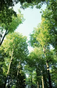 Deciduous Forest Scene Drucke: Trees in spring, deciduous tree