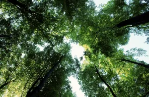 Deserted Deciduous Forest Scene Drucke: Trees in spring, deciduous tree