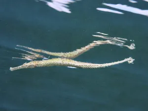 Indonesia Marine Life Drucke: Triangular pipefish (Alligator pipefish) in reflective position below the water surface
