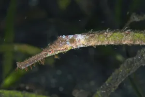 Marine Animal Portraits Drucke: Triangular pipefish, Triangular alligator pipefish