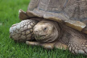 Wildlife Reptile Photos Drucke: Turtle