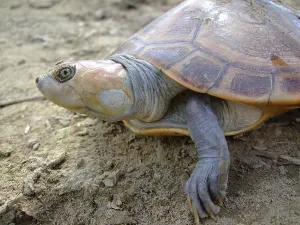 Turtle
