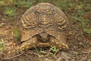 Wildlife Reptile Photography Drucke: Turtle