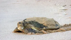 Green Turtle Drucke: Turtle