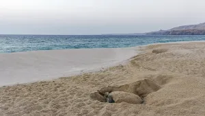 Green Turtle Drucke: Turtle