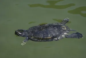 European Reptile Drucke: Turtle