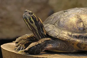 Tropical Reptiles Drucke: Turtle, Trachemys scripta elegans