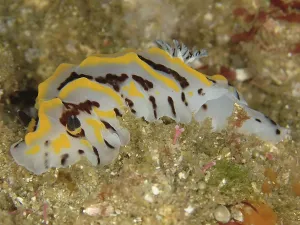 Sea Creatures In The Wild Drucke: Two-coloured Halgerda (Halgerda dichromis)