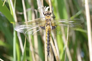 Nature Park Peenetal Landscape Drucke: Two-spot (Epitheca bimaculata)