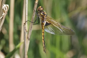 Naturpark Flusslandschaft Peenetal Drucke: Two-spot (Epitheca bimaculata)