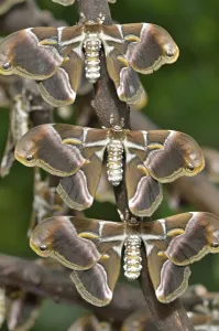Deserted Forest Wildlife Scene Drucke: Typical moth on a trunk