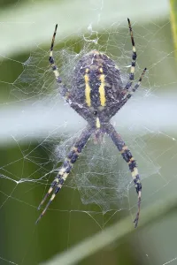Black And Yellow Striped Spider Drucke: Underside of wasp spider