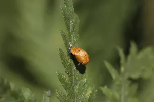 Beetle Wildlife Photography Drucke: Unknown beetle