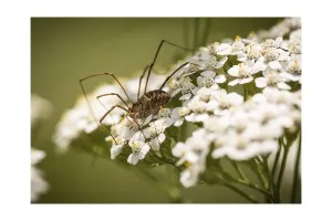 Arachnid Images Drucke: Unknown spider