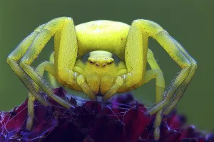 Wildlife Photography Arthropods Drucke: Variable crab spider