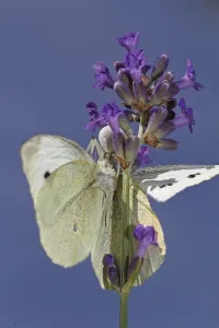Crab Spider Drucke: Variable crab spider